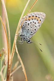 Icarus butterfly by Martzen Fotografie