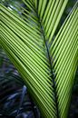 Palmblad na regenbui in Australië van Kees van Dun thumbnail