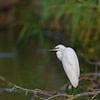 Aigrette garzette (Egretta garzetta) sur Dirk Rüter