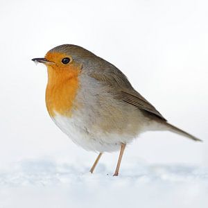 Rotkehlchen ( Erithacus rubecula ) im Schnee, tiefer Winter, aufgeplustertes Federkleid, Europa.