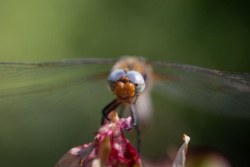 Libelle by Memories for life Fotografie