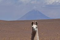 Lama Volcano Chile by Andreas Muth-Hegener thumbnail