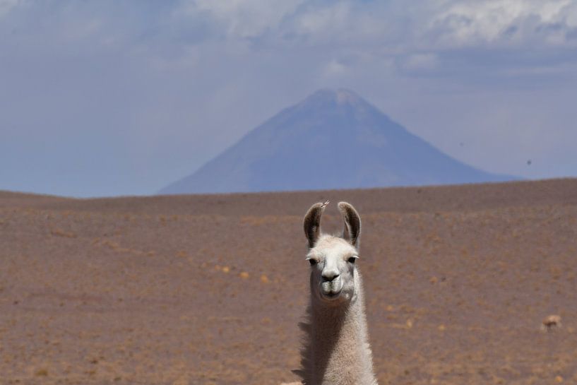 Lama Volcano Chile by Andreas Muth-Hegener