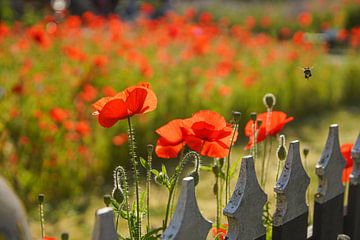 Coquelicots près d'une clôture sur Dirk van Egmond