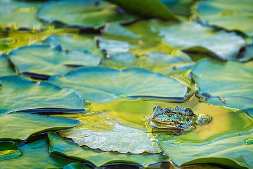 Groene kikker (Pelophylax) tussen de waterplanten in een vijver