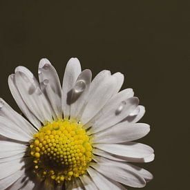 Daisy flower blossom by shot.by alexander