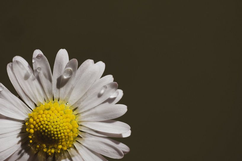 Fleur de marguerite par shot.by alexander