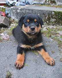Charlie der Rottweiler VI - Süßer geht nicht von Helmut Martin - The Art of Stone - Steinkunst & Photographie
