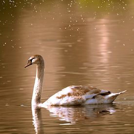 Le cygne sur Michael Nägele