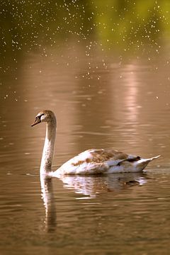 Der Swan von Michael Nägele