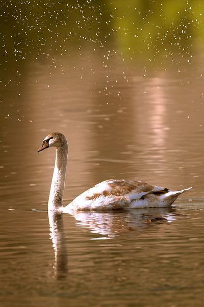 Der Swan von Photoart-Naegele