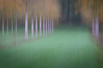 Abstrait du verger 5