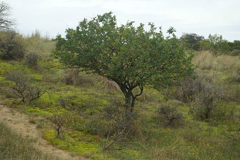 ein einziger Baum von Madeltijntje