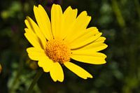 Gele kuifkorenbloem - macrofotografie