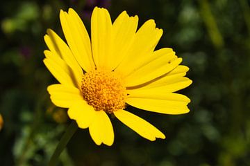 Gelbe Kronenwucherblume - Makrofotografie von Patrick Wittling