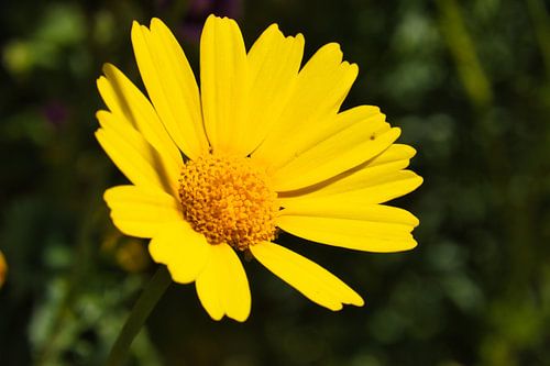 Yellow crested cornflower - macro photography