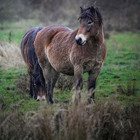 Exmoor Pony van Tom Zwerver