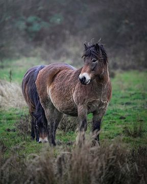 Exmoor Pony by Tom Zwerver