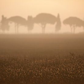 Toscane, 2008 van Arno Fooy