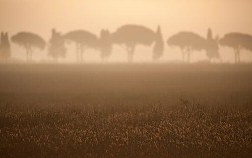 Toscane, 2008 sur Arno Fooy