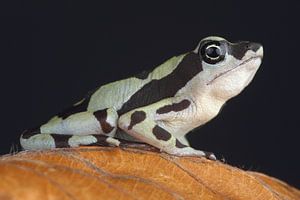 Crapaud arlequin (Atelopus high-mothi)