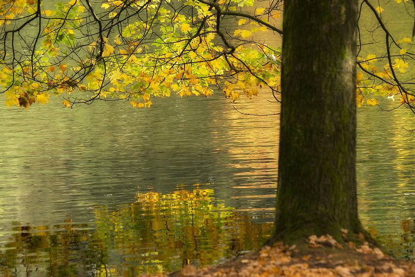 Herbstliche Reflexionen. Baum mit Herbstblättern, die sich im Wasser spiegeln von Birgitte Bergman