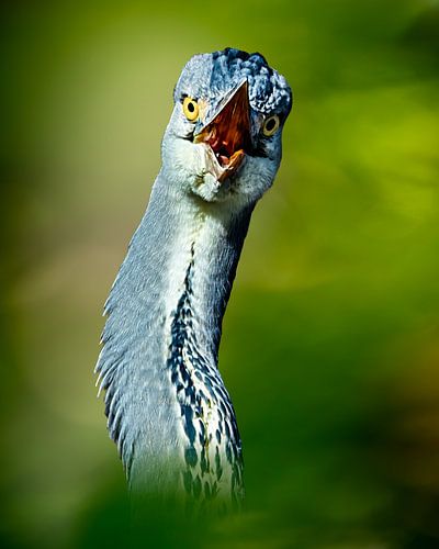 Portret van de blauwe reiger