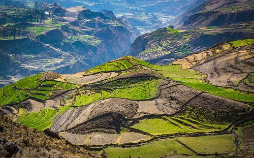 Terrassen landschap naast Colca Canyon, Peru