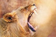 Lioness, South Africa wildlife par W. Woyke Aperçu