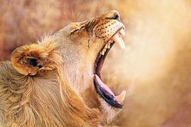 Lioness, South Africa wildlife by WiWo