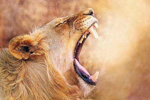 Lioness, South Africa wildlife by WiWo