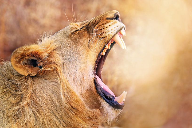Gähnende Löwin, Südafrika von W. Woyke