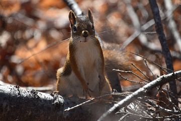 A red squirrel in the trap by Claude Laprise