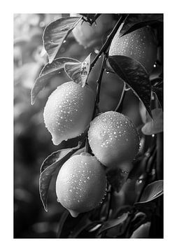 Verse citroenen op een tak met waterdruppels in zwart-wit van Poster Art Shop
