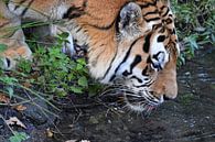 Trinkender Amur-Tiger oder Sibirischer Tiger von Rini Kools Miniaturansicht