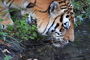 Drinking Amur tiger or Siberian tiger by Rini Kools