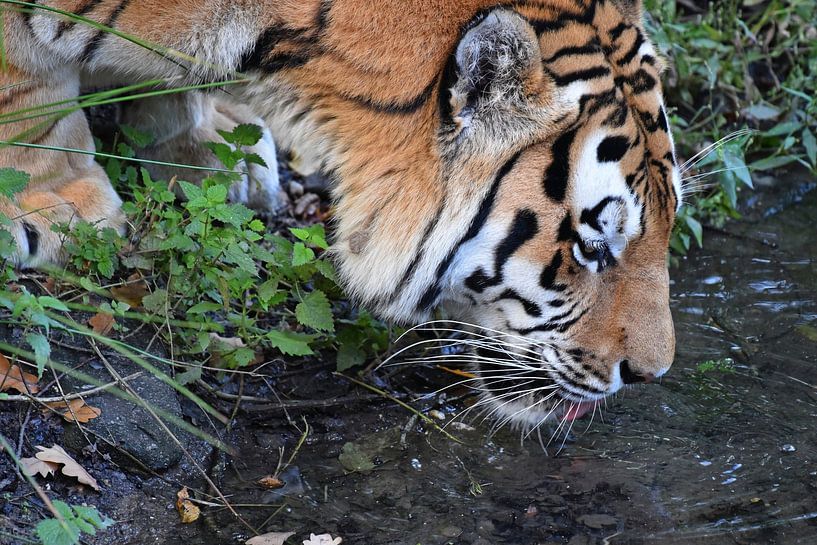 Trinkender Amur-Tiger oder Sibirischer Tiger von Rini Kools