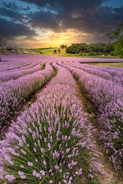 Lavendel in Kőröshegy, prachtig veld in de zonsondergang aan het Balatonmeer, Hongarije