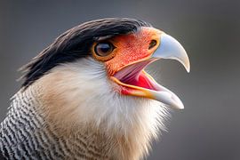 Caracara plancus (Caracara plancus) sur Christian Müringer
