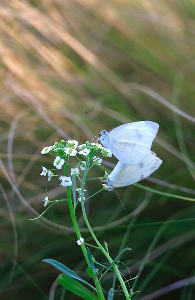 Charmante weiße Schmetterlinge von Thomas Jäger