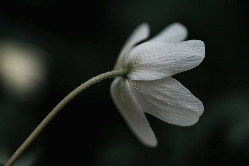 Blüte von Ralf Hickmann