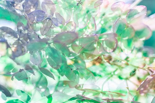 Hortensia Pastelkleur | Groen en Lila | Bloemen