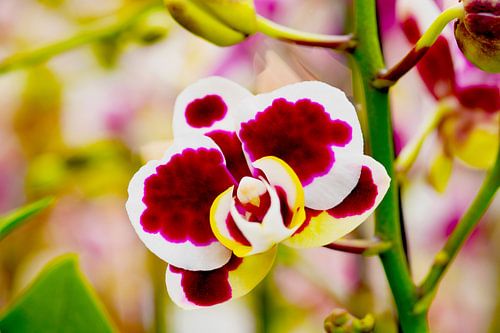 Witte orchidee met wijnrode accenten