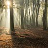Let the magic begin (Zonneharpen in een mistig Speulderbos) van Birgitte Bergman