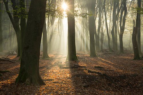 Let the magic begin (Zonneharpen in een mistig Speulderbos)