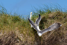 Eine Kleinen Black-Backed Möwe fliegt einen grasbewachsenen Hang hinunter von Johannes Jongsma