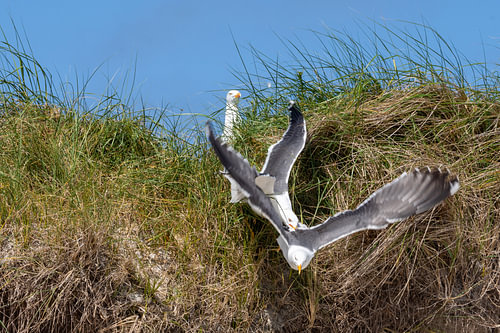 Lesser Black-Backed Gull Flying Down Grassy Slope