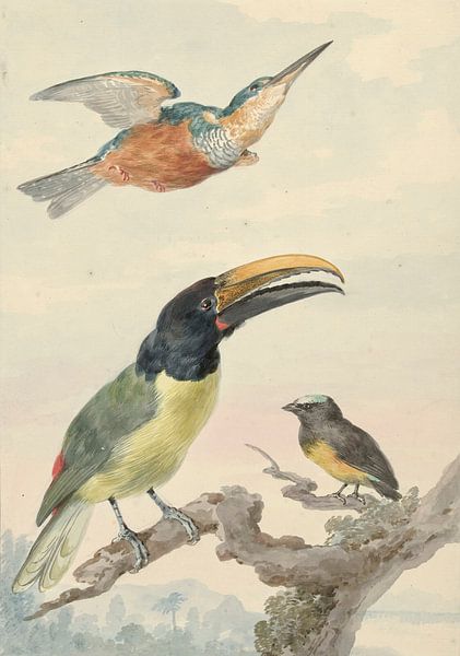 Drei Vögel: ein Eisvogel, ein Prinz von Wied's Tukan und ein Organist, Aert Schouman. von Meisterhafte Meister