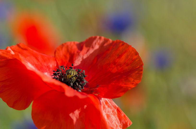 Klaproos by Yvonne van der Meij