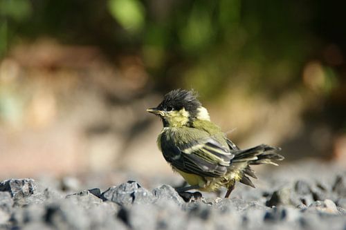 Jonge koolmees voor het eerst uit het nest